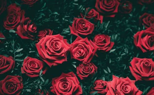 Roses print