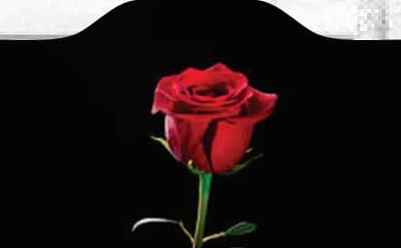 Red Rose print